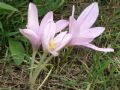 Colchicum longifolium